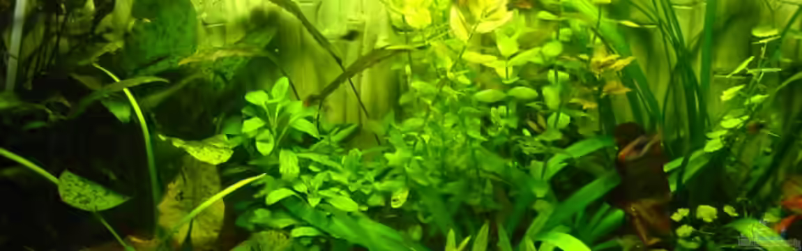 Becken 5283 von Jack Kiesede