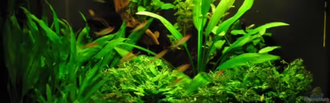 Becken 5307 von Steffen Koca