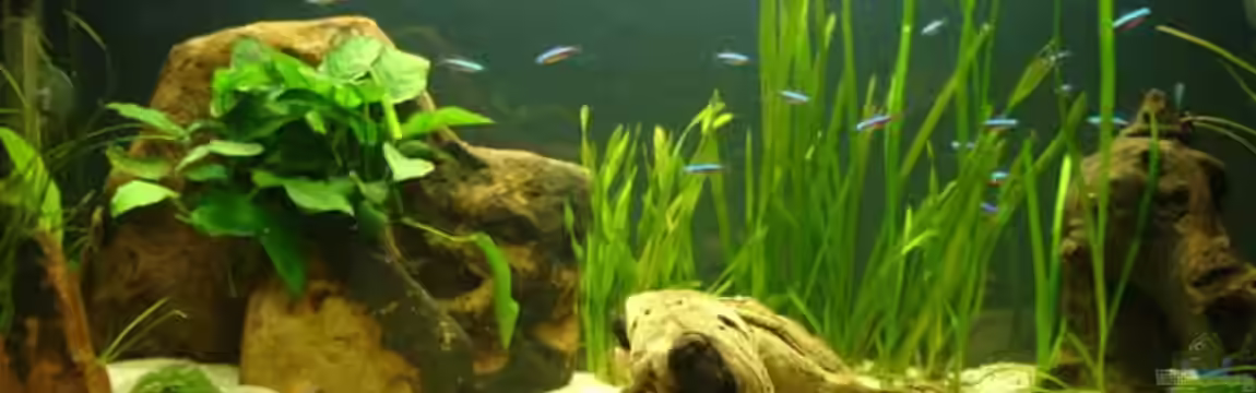 Becken 5318 von Katrin Günther