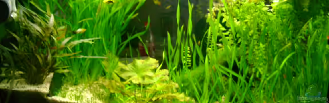 Becken 5335 von Karin Wolff