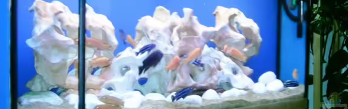 Becken 534 von Bernd Ramsdorf