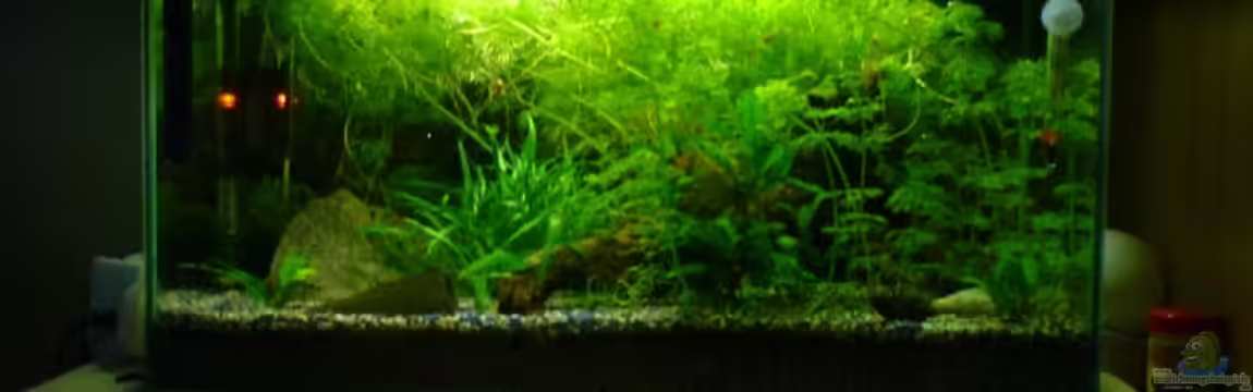 Becken 5361 von Joschka Bienhüls