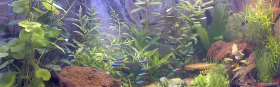 Becken 5395 von Gerwin Jansen