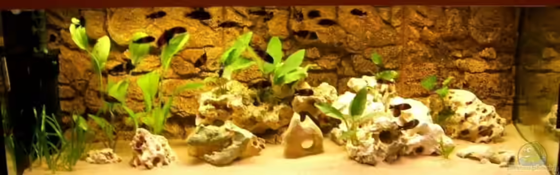 Becken 5405 von Ralf Heinrich