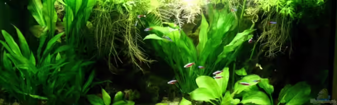 Becken 5411 von Matthias Hükelheim