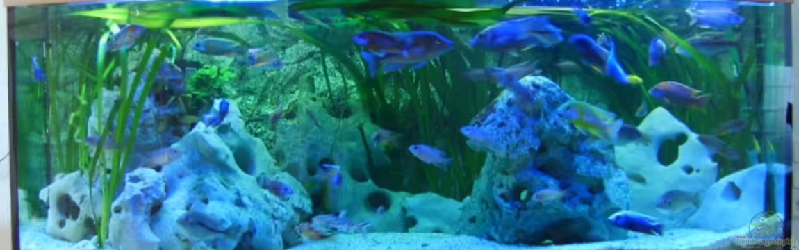 Becken 5414 von Oliver Ritz