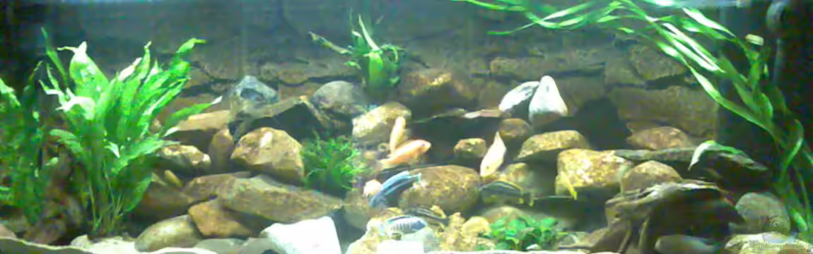 Becken 5433 von Steffen Gebert