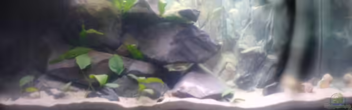 Becken 5446 von Stefan Scharmacher