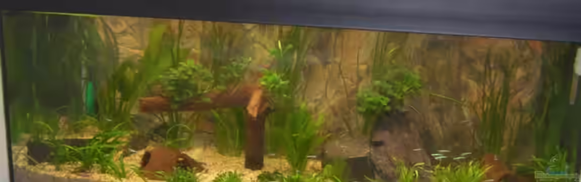 Becken 5480 von Daniel Schad