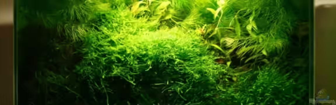 Becken 5490 von Fabian Huber