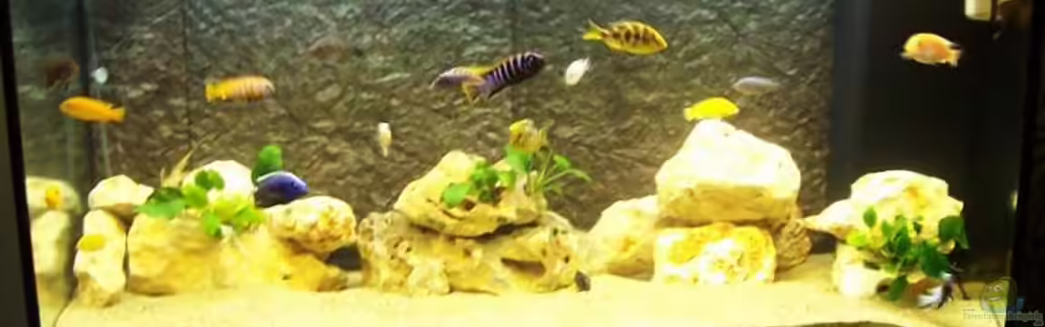 Becken 554 von Larry Gabriole