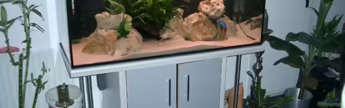 Becken 555 von René Damboldt