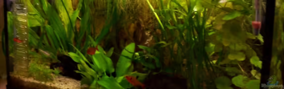 Becken 5584 von Thomas Schmidt