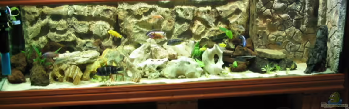 Becken 559 von Osman Gökcül