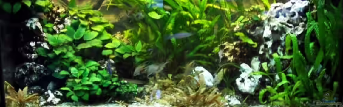 Becken 5590 von Markus Seipp