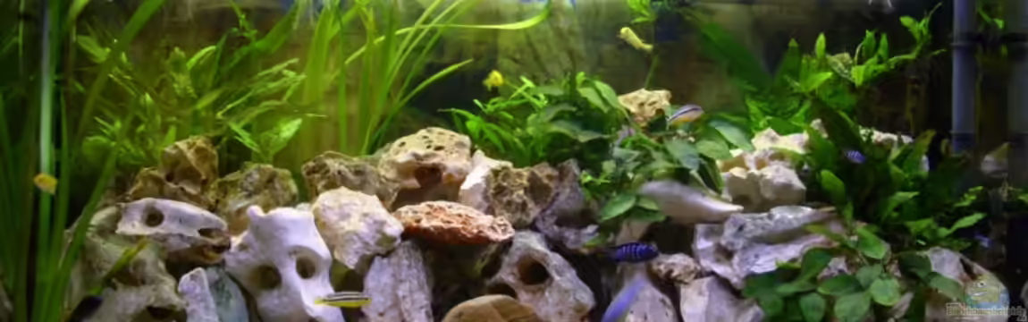 Becken 5610 von Kay Schmitz