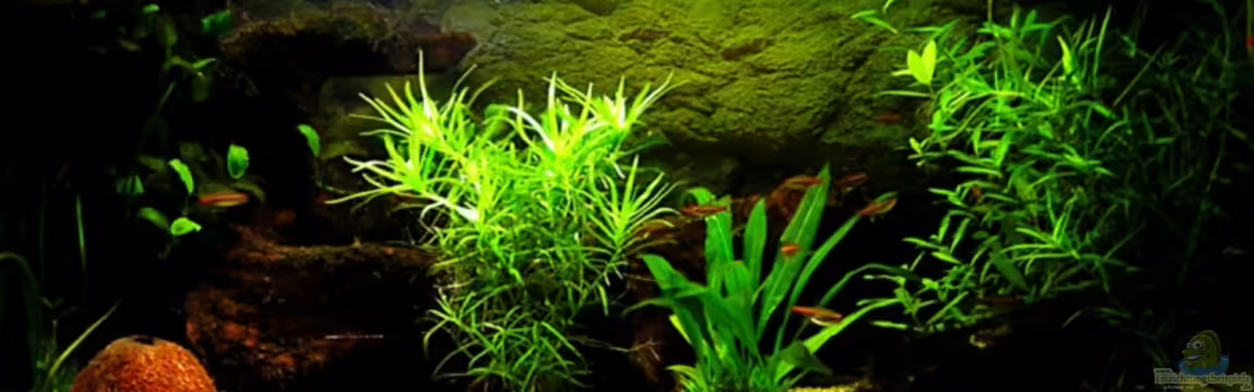 Becken 5627 von Thomas Gläsel