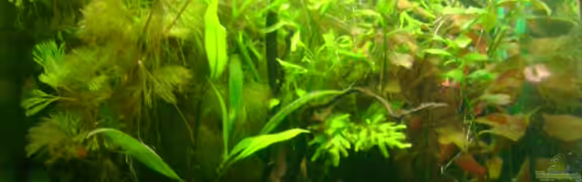 Becken 5634 von Karin Wolff