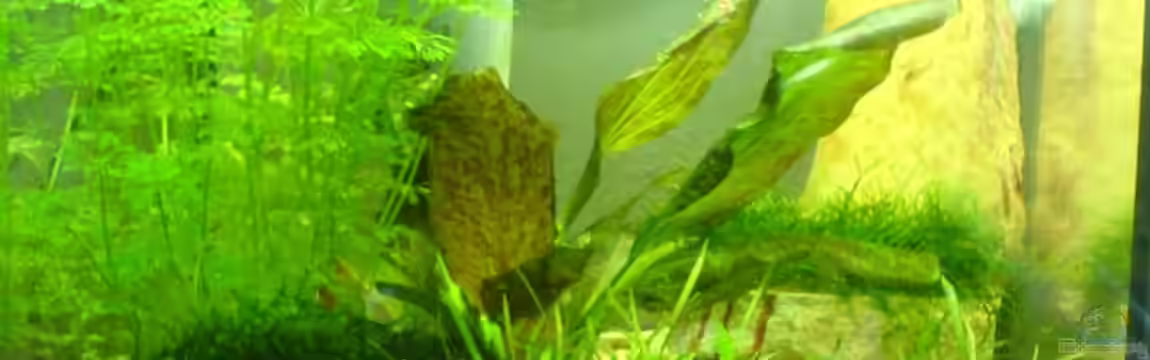 Becken 5643 von Alexander Müller