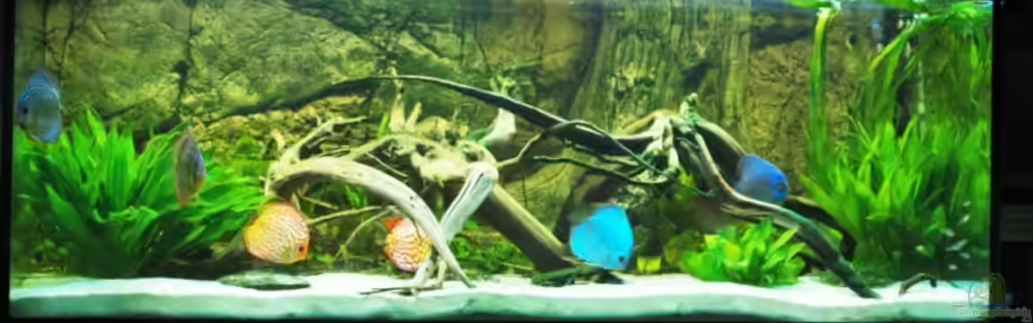 Becken 5654 von Thorsten Ikemann