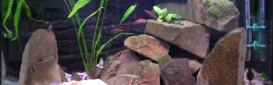 Becken 566 von Alexander Hinz