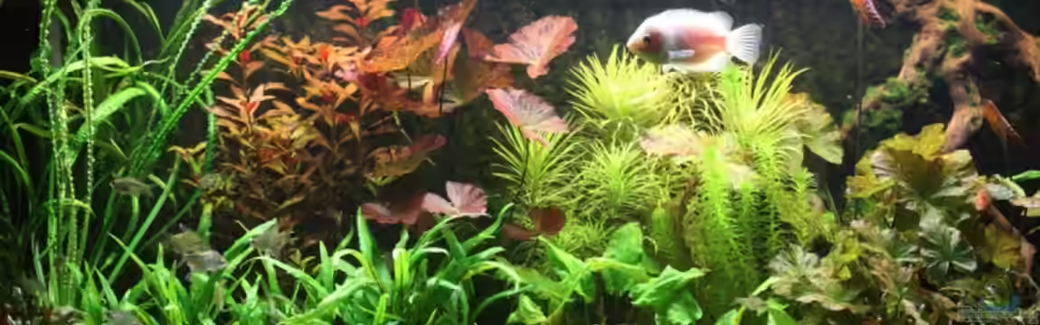 Becken 5677 von Wolfgang Röhken