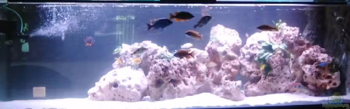 Becken 568 von Thomas Lapper