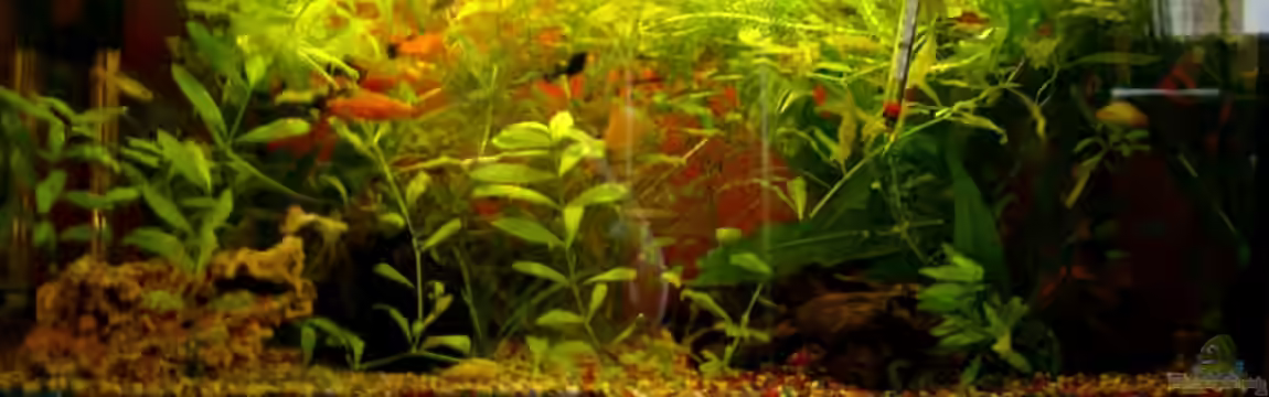 Becken 5682 von Dominik Läufer