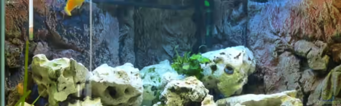 Becken 5684 von Bredo1904