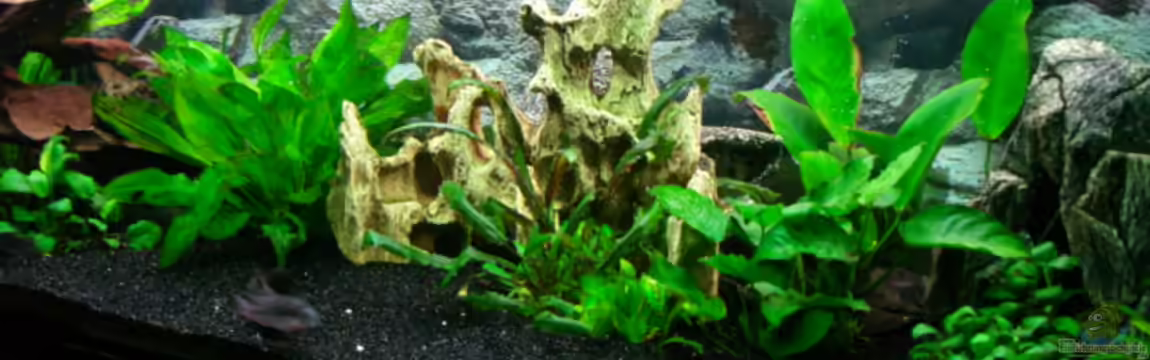 Becken 5686 von Dirk Linke