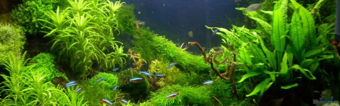 Becken 5691 von Marc Joist