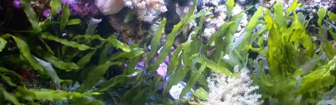 Becken 5718 von Bacalhau