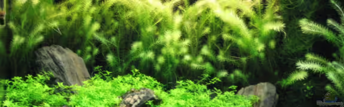 Becken 5723 von Gerd Zimmermann