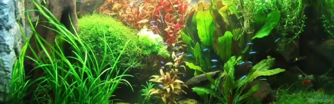 Becken 5752 von Steffen L.