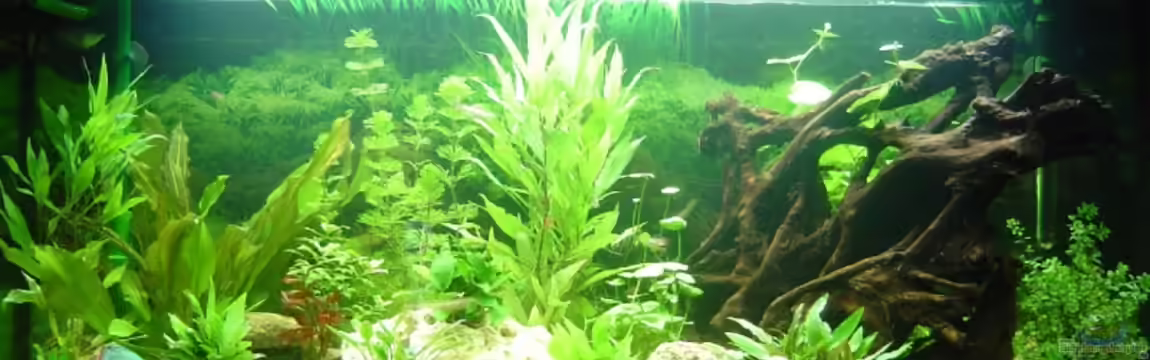 Becken 5754 von Michel Seifert