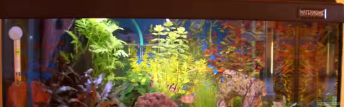 Becken 5768 von Peter Brendel