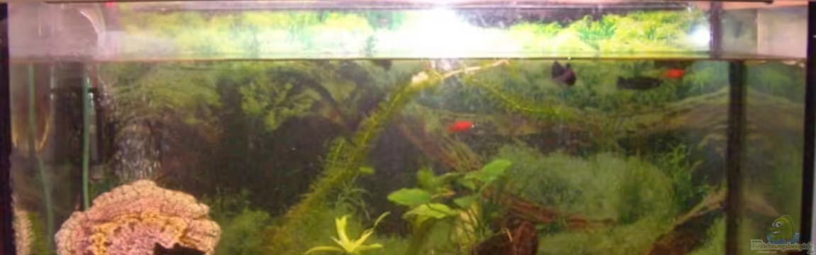 Becken 5794 von Stefan Danner