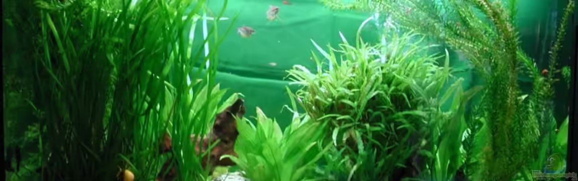 Becken 5803 von Elke Loesch