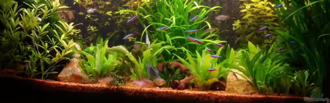 Becken 5815 von Robert Hötzinger