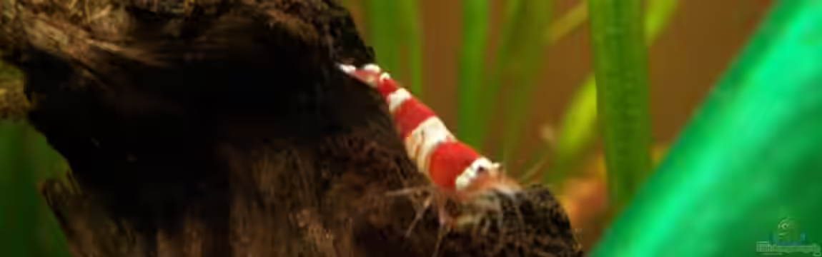 Becken 5818 von Stefan Arenth