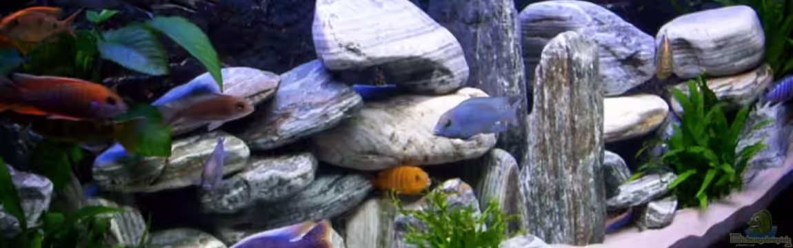 Becken 5827 von Roland Hofmann