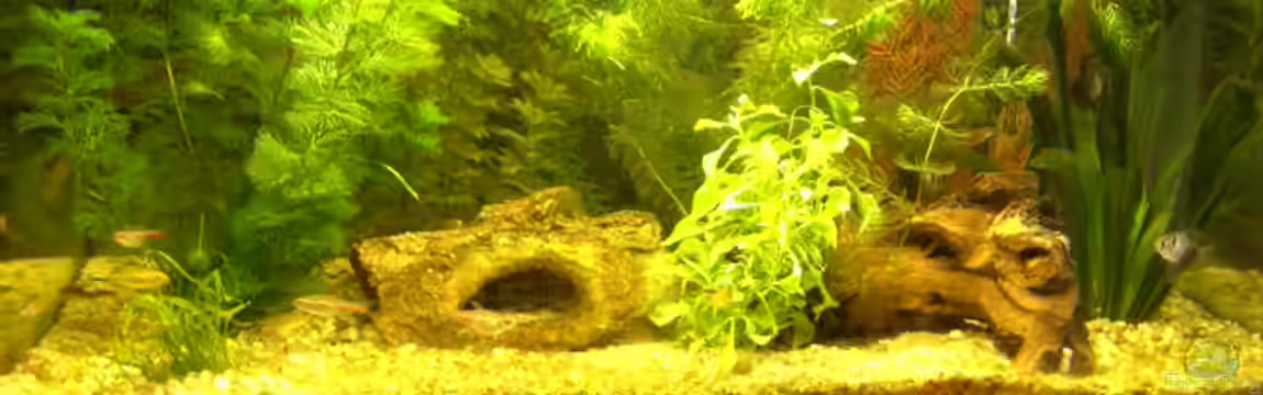 Becken 5832 von Fritz Herbel