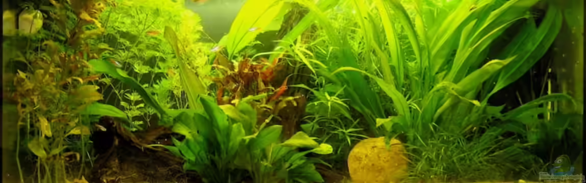 Becken 5844 von Christopher Ziegert