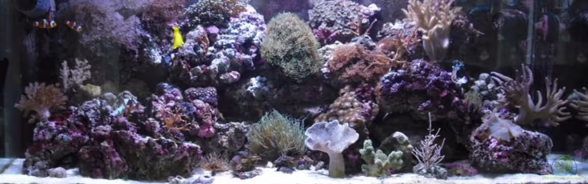 Becken 5853 von Alper Alihsan