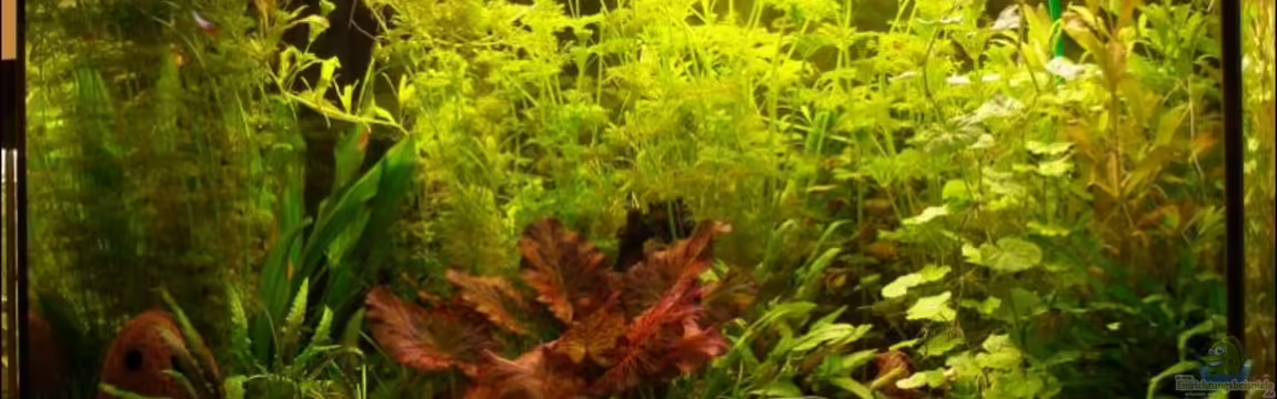 Becken 5876 von Felix Bier