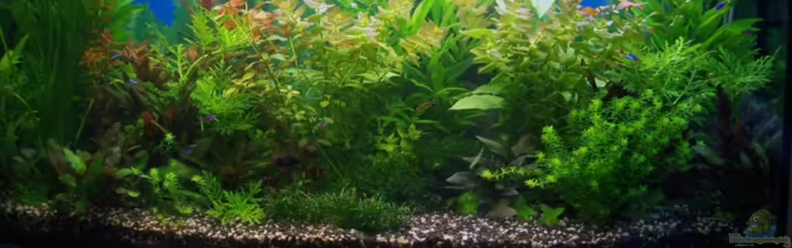 Becken 5908 von Pandora Chase