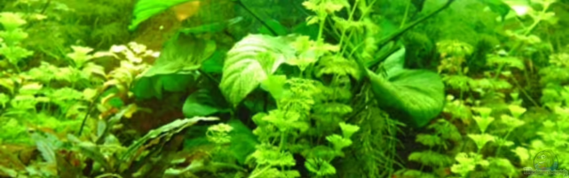 Becken 5912 von Franziska Weinfurtner