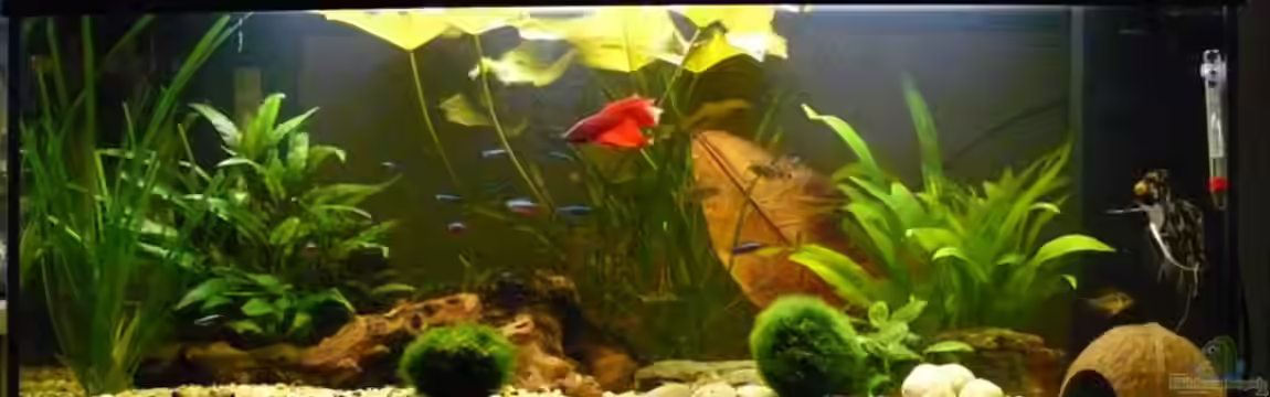 Becken 5935 von Daniel Schaad