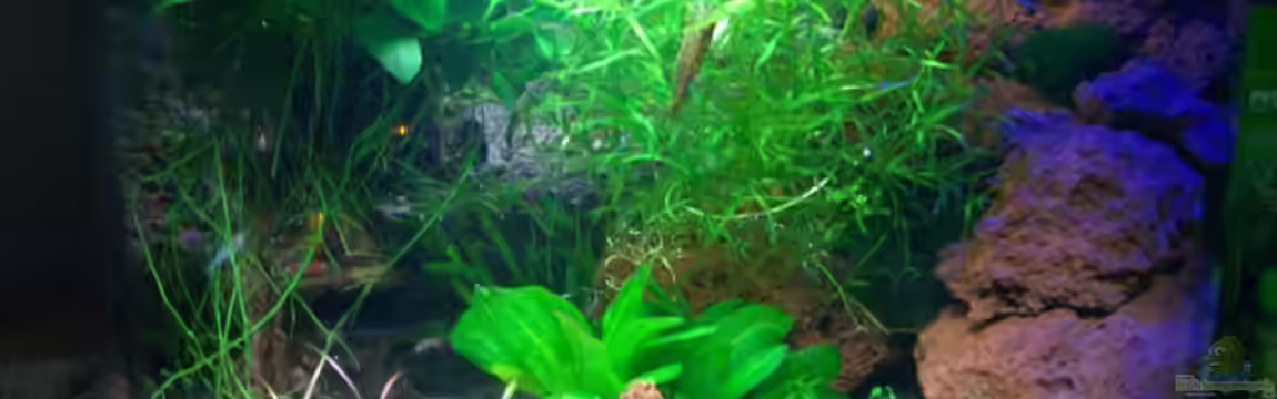 Becken 5964 von Harry Otterbach