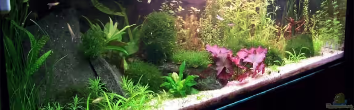 Becken 6020 von Michael Hellberg